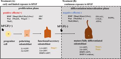 The Regenerative Potential of bFGF in Dental Pulp Repair and Regeneration